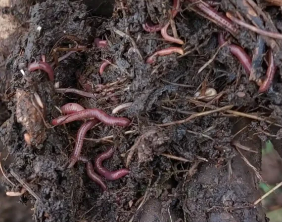 Laberinto Quercus compost