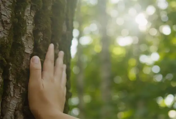 conecta con la naturaleza laberinto del quercus