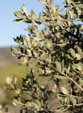 laberinto quercus planea reforestar 2 Ha