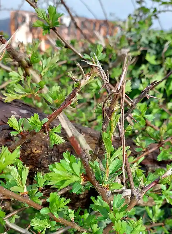 Laberinto del quercus - Majuelo