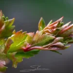 la belleza del majuelo - laberinto del quercus