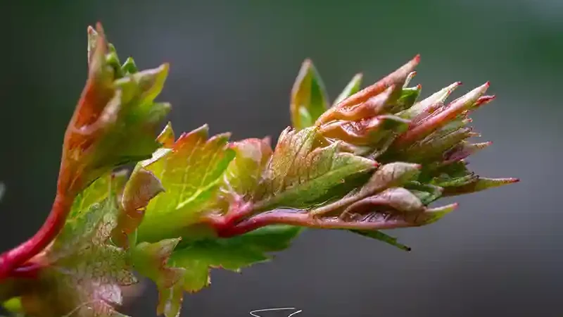 la belleza del majuelo - laberinto del quercus
