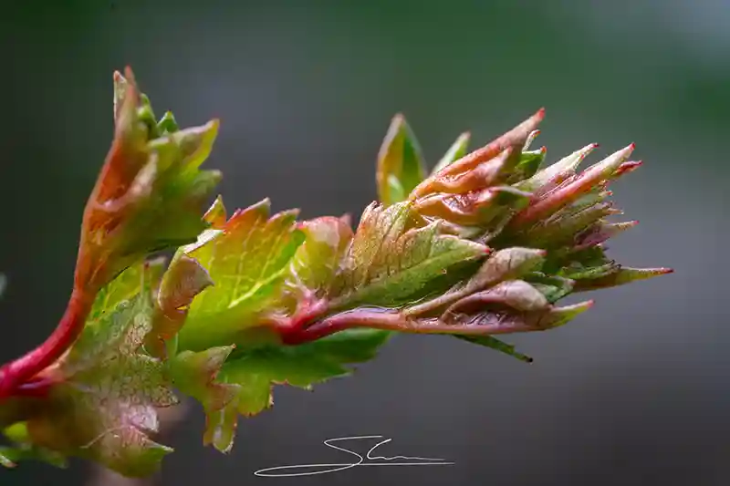 la belleza del majuelo - laberinto del quercus