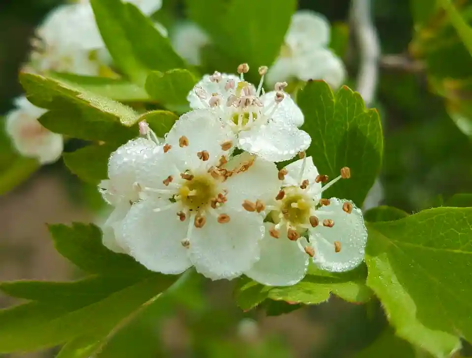 la belleza del majuelo en flor - laberinto del quercus