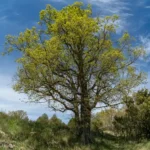 Quercus fagínea de bosque mediterráneo