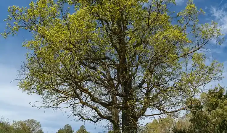 Quercus fagínea de bosque mediterráneo