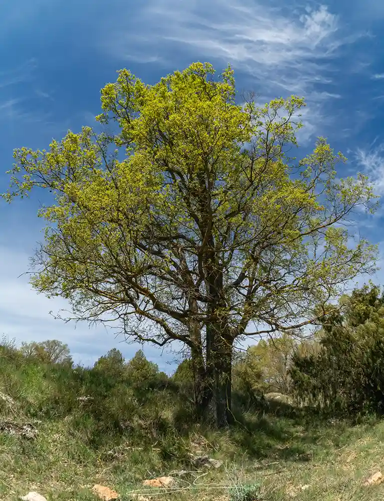 Quercus fagínea de bosque mediterráneo